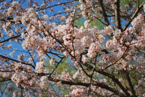 20140328桜情報　見ごろを迎えました！ (9)